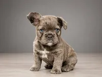 Crunch, a male French Bulldog for sale in Snohomish, WA – 5 of 8