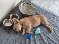 Wolfey, a male French Bulldog for sale in Snohomish, WA – 4 of 9