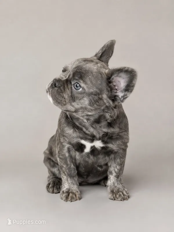 Crunch – French Bulldog puppy for sale in Snohomish, WA