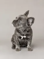 Crunch, a male French Bulldog for sale in Snohomish, WA – 2 of 8
