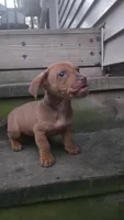 Mini Dachshund, a female Miniature Dachshund for sale in Springfield, MA – 2 of 5