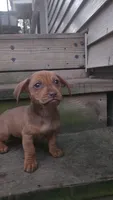 Mini Dachshund, a female Miniature Dachshund for sale in Springfield, MA – 4 of 5