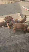 Mini Dachshunds Puppies , a female Miniature Dachshund for sale in Springfield, MA – 6 of 10