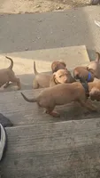 Mini Dachshunds Puppies , a female Miniature Dachshund for sale in Springfield, MA – 7 of 10