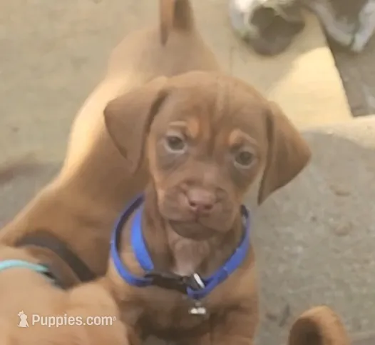 Mini Dachshunds Puppies  – Miniature Dachshund puppy for sale in Springfield, MA