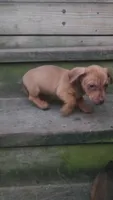 Mini Dachshund, a female Miniature Dachshund for sale in Springfield, MA – 3 of 5