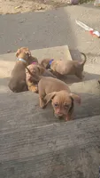 Mini Dachshunds Puppies , a female Miniature Dachshund for sale in Springfield, MA – 2 of 10