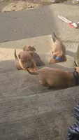 Mini Dachshunds Puppies , a female Miniature Dachshund for sale in Springfield, MA – 9 of 10