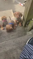 Mini Dachshunds Puppies , a female Miniature Dachshund for sale in Springfield, MA – 4 of 10