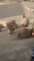 Mini Dachshunds Puppies , a female Miniature Dachshund for sale in Springfield, MA – 5 of 10
