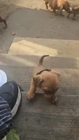 Mini Dachshunds Puppies , a female Miniature Dachshund for sale in Springfield, MA – 1 of 10