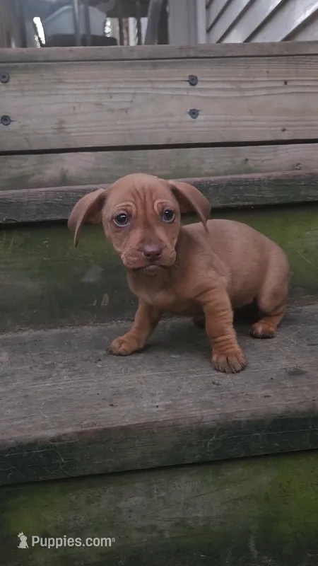 Mini Dachshund – Miniature Dachshund puppy for sale in Springfield, MA