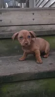Mini Dachshund, a female Miniature Dachshund for sale in Springfield, MA – 1 of 5