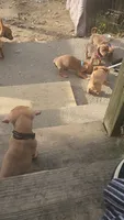Mini Dachshunds Puppies , a female Miniature Dachshund for sale in Springfield, MA – 10 of 10