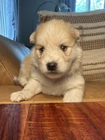Purple Collar - Boy , a male Pomsky for sale in Dellroy, OH – 8 of 10