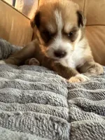 Blue Collar - Boy, a male Pomsky for sale in Dellroy, OH – 6 of 10