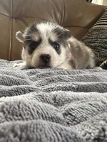 Pink Collar – Girl (Both blue eys), a female Pomsky for sale in Dellroy, OH – 4 of 10