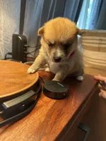 Dark Pink Collar – Girl, a female Pomsky for sale in Dellroy, OH – 5 of 8