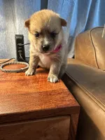 Dark Pink Collar – Girl, a female Pomsky for sale in Dellroy, OH – 3 of 8