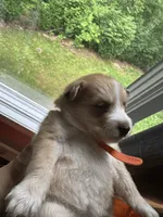 Orange Collar - Girl, a female Pomsky for sale in Dellroy, OH – 3 of 10