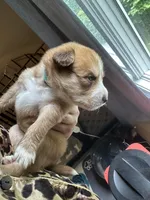 Blue Collar - Boy, a male Pomsky for sale in Dellroy, OH – 5 of 10