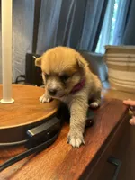 Dark Pink Collar – Girl, a female Pomsky for sale in Dellroy, OH – 6 of 8