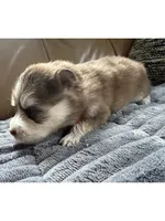 Red Collar – Girl, a female Pomsky for sale in Dellroy, OH – 6 of 10