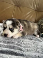 Pink Collar – Girl (Both blue eys), a female Pomsky for sale in Dellroy, OH – 8 of 10