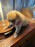 Dark Pink Collar – Girl, a female Pomsky for sale in Dellroy, OH – 7 of 8
