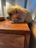 Dark Pink Collar – Girl, a female Pomsky for sale in Dellroy, OH – 4 of 8