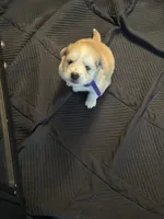 Purple Collar - Boy , a male Pomsky for sale in Dellroy, OH – 9 of 10