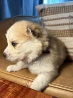 Purple Collar - Boy , a male Pomsky for sale in Dellroy, OH – 6 of 10