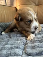 Blue Collar - Boy, a male Pomsky for sale in Dellroy, OH – 4 of 10