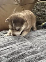 Red Collar – Girl, a female Pomsky for sale in Dellroy, OH – 8 of 10