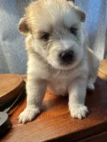 Purple Collar - Boy , a male Pomsky for sale in Dellroy, OH – 5 of 10
