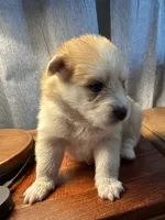 Purple Collar - Boy , a male Pomsky for sale in Dellroy, OH – 4 of 10