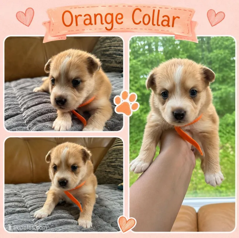 Orange Collar - Girl – Pomsky puppy for sale in Dellroy, OH