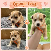 Orange Collar - Girl, a female Pomsky for sale in Dellroy, OH – 1 of 10