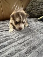 Red Collar – Girl, a female Pomsky for sale in Dellroy, OH – 9 of 10
