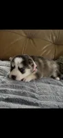 Pink Collar – Girl (Both blue eys), a female Pomsky for sale in Dellroy, OH – 6 of 10