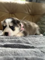Pink Collar – Girl (Both blue eys), a female Pomsky for sale in Dellroy, OH – 3 of 10