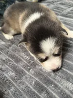 Pink Collar – Girl (Both blue eys), a female Pomsky for sale in Dellroy, OH – 7 of 10