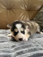 Pink Collar – Girl (Both blue eys), a female Pomsky for sale in Dellroy, OH – 5 of 10