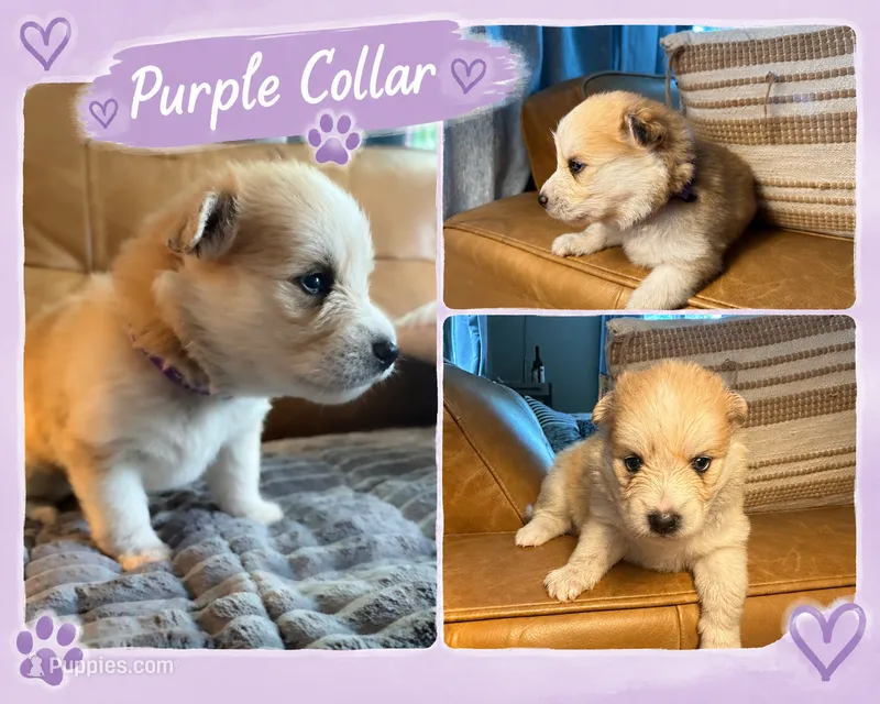 Purple Collar - Boy  – Pomsky puppy for sale in Dellroy, OH