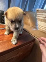 Dark Pink Collar – Girl, a female Pomsky for sale in Dellroy, OH – 2 of 8