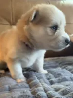 Purple Collar - Boy , a male Pomsky for sale in Dellroy, OH – 2 of 10