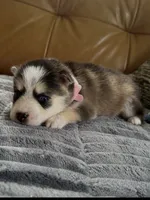 Pink Collar – Girl (Both blue eys), a female Pomsky for sale in Dellroy, OH – 9 of 10