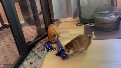 Purple Collar - Boy , a male Pomsky for sale in Dellroy, OH – 10 of 10