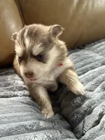 Red Collar – Girl, a female Pomsky for sale in Dellroy, OH – 4 of 10