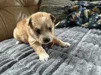Orange Collar - Girl, a female Pomsky for sale in Dellroy, OH – 8 of 10